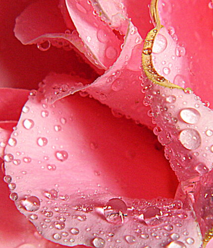 Rosas